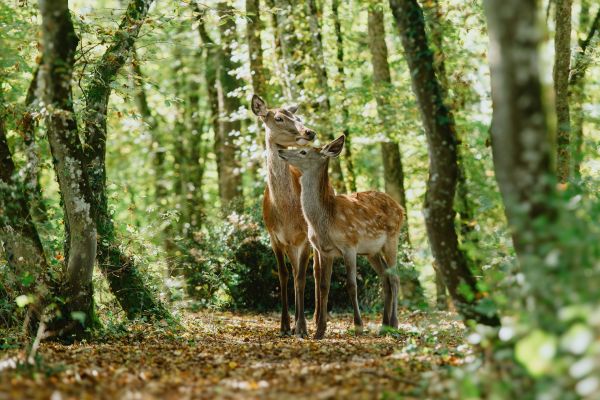 Bambi A Tale Of Life In The Woods